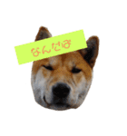 津軽弁のワンコ（個別スタンプ：14）