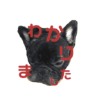ゆずとまる子（個別スタンプ：5）