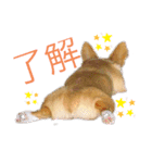 マロンちゃんの思い出4（個別スタンプ：6）
