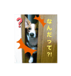 マロンちゃんの思い出4（個別スタンプ：7）