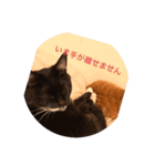 ねこ代弁します（個別スタンプ：1）