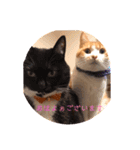 ねこ代弁します（個別スタンプ：3）