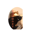 ねこ代弁します（個別スタンプ：4）