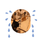 ねこ代弁します（個別スタンプ：11）