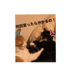 ねこ代弁します（個別スタンプ：12）