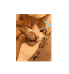 ねこ代弁します（個別スタンプ：14）