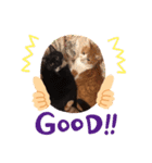 ねこ代弁します（個別スタンプ：16）