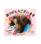 おすまし顔の甲斐犬達（個別スタンプ：1）