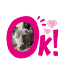 おすまし顔の甲斐犬達（個別スタンプ：4）