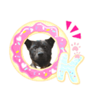 おすまし顔の甲斐犬達（個別スタンプ：6）
