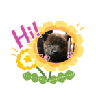 おすまし顔の甲斐犬達（個別スタンプ：7）
