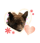 おすまし顔の甲斐犬達（個別スタンプ：8）