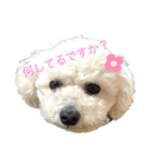 小雪の可愛いスタンプ（個別スタンプ：1）