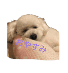 小雪の可愛いスタンプ（個別スタンプ：3）