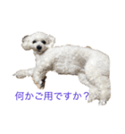小雪の可愛いスタンプ（個別スタンプ：8）