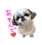 ★PAZU★（個別スタンプ：5）