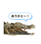 オーストラリアのクロコダイル（個別スタンプ：1）