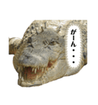 オーストラリアのクロコダイル（個別スタンプ：5）