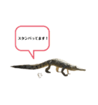 オーストラリアのクロコダイル（個別スタンプ：6）