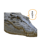オーストラリアのクロコダイル（個別スタンプ：7）