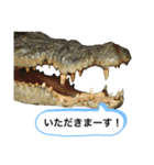 オーストラリアのクロコダイル（個別スタンプ：10）
