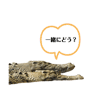オーストラリアのクロコダイル（個別スタンプ：11）