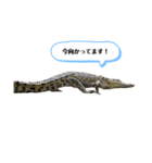 オーストラリアのクロコダイル（個別スタンプ：13）