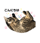 もと野良猫〜おいもちゃん（個別スタンプ：2）