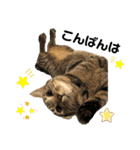 もと野良猫〜おいもちゃん（個別スタンプ：3）