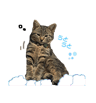 もと野良猫〜おいもちゃん（個別スタンプ：4）