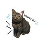 もと野良猫〜おいもちゃん（個別スタンプ：6）
