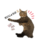 もと野良猫〜おいもちゃん（個別スタンプ：8）