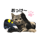 もと野良猫〜おいもちゃん（個別スタンプ：9）