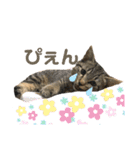 もと野良猫〜おいもちゃん（個別スタンプ：12）