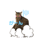 もと野良猫〜おいもちゃん（個別スタンプ：13）