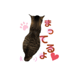 もと野良猫〜おいもちゃん（個別スタンプ：16）