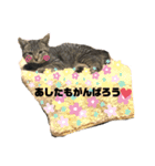もと野良猫〜おいもちゃん（個別スタンプ：17）