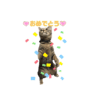 もと野良猫〜おいもちゃん（個別スタンプ：21）