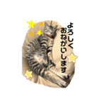 もと野良猫〜おいもちゃん（個別スタンプ：22）