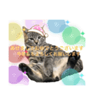 もと野良猫〜おいもちゃん（個別スタンプ：24）