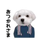 白い犬の気持ち2（個別スタンプ：11）