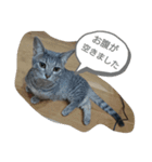 りんりん日常編（個別スタンプ：8）