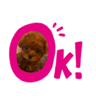 サンステコハク（個別スタンプ：3）