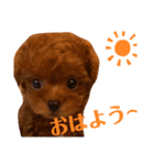 サンステコハク（個別スタンプ：7）