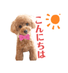 サンステコハク（個別スタンプ：8）