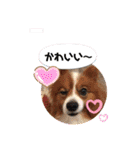 可愛い常務くん2（個別スタンプ：10）
