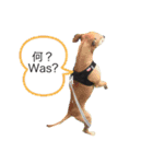 日常用語(日本語とドイツは)（個別スタンプ：1）