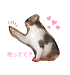 あもくんスタンプ♡2（個別スタンプ：6）