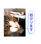 あもくんスタンプ♡2（個別スタンプ：12）