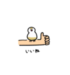クリーム文鳥スタンプ（個別スタンプ：1）